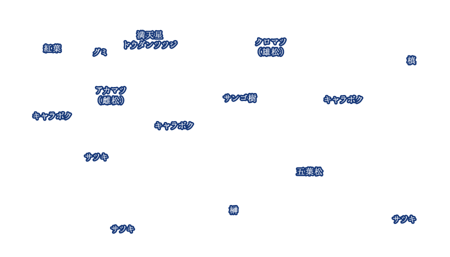 吉祥の亀